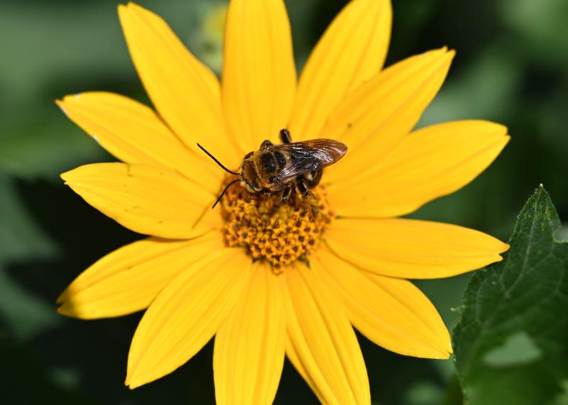 Humans weren’t the only visitors to the gardens this day, as a bee was busy harvesting pollen on this sunflower.