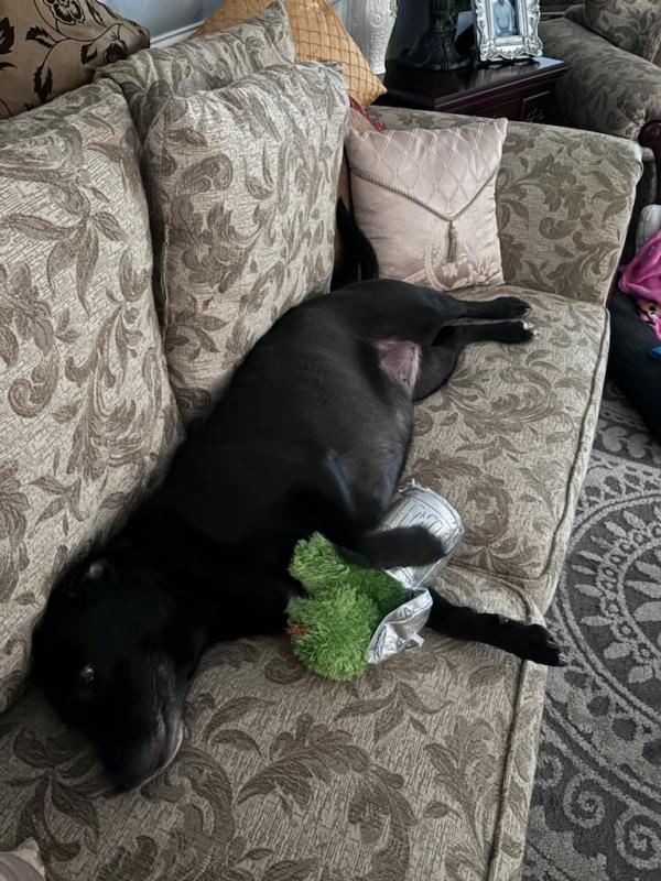 Tessy is living her best life with Jeff Bush and Jeanine Porter since they adopted her from HAP last October. JEANINE PORTER PHOTO