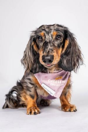 Weiner-Dog-Smiles-For-Camera