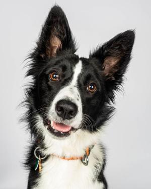 Josh-Feeney-Photography-Photographs-Doggie-Portrait