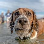 Josh-Feeney-Photography-Photographs-Dog-On-Beach